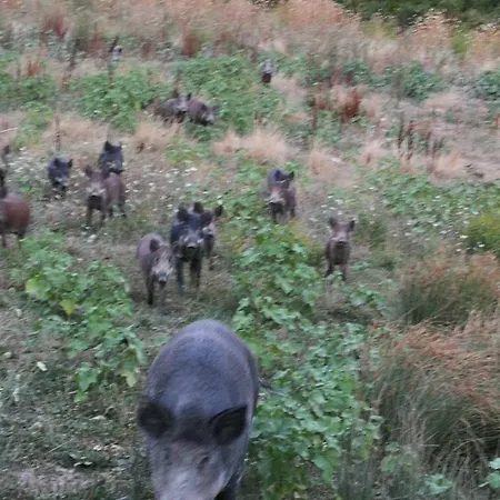 La Valle Dei Fiori Di Bellucci Rosanna Torre de' Calzolari