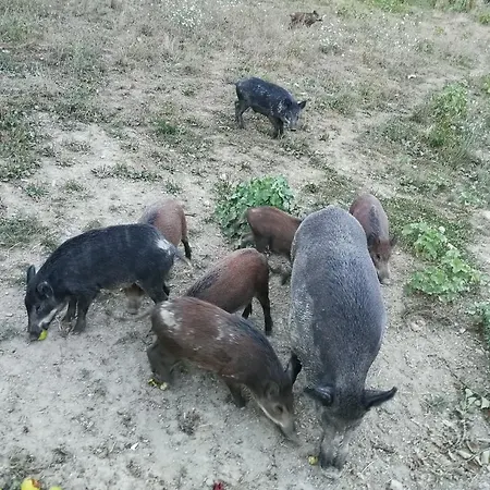 La Valle Dei Fiori Di Bellucci Rosanna